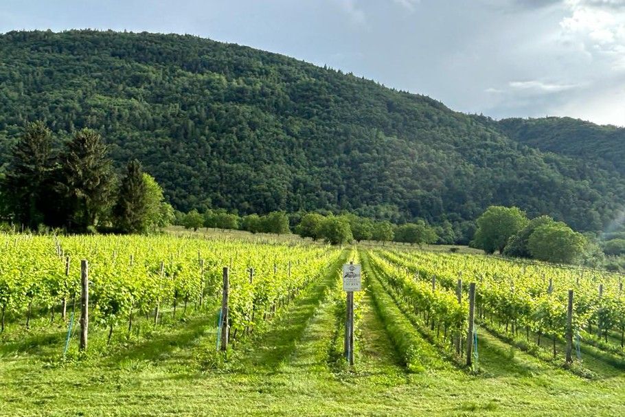 Podere Castello Aurin - Concorso Conegliano 2023