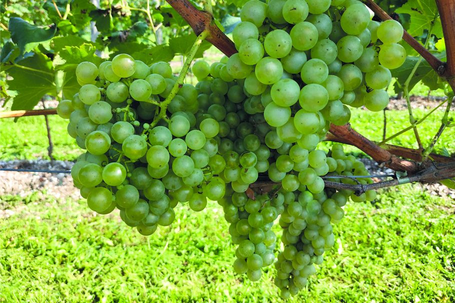 Podere Castello Aurin - Grappolo