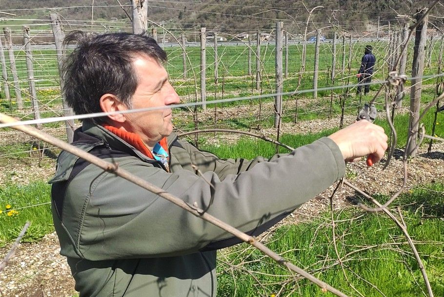 Podere Castello Aurin - Potatura 