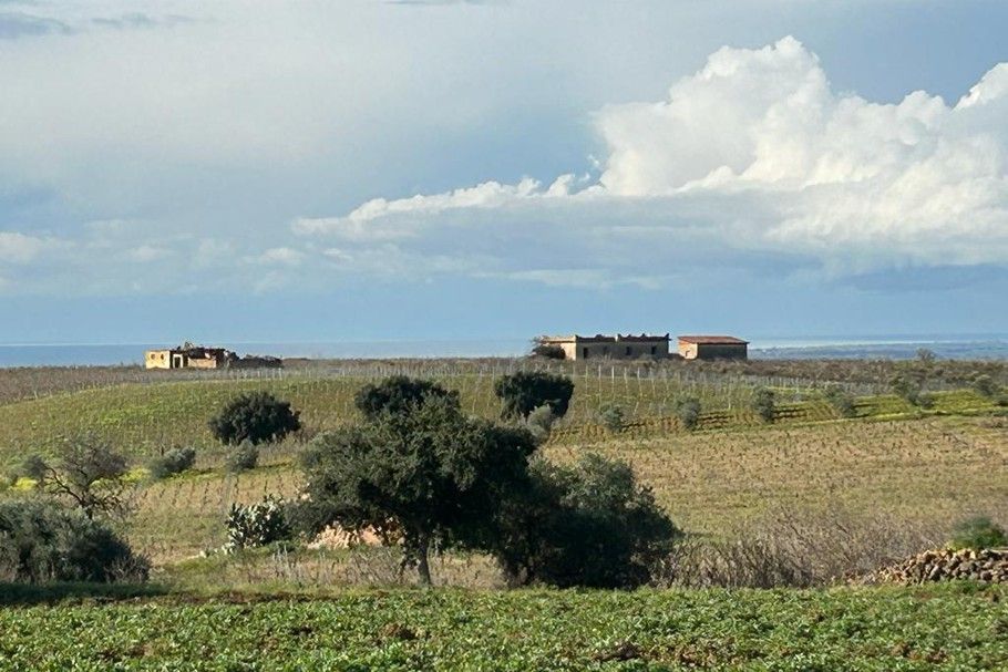Podere Castello Aurin - Vendemmia Sicilia 2023
