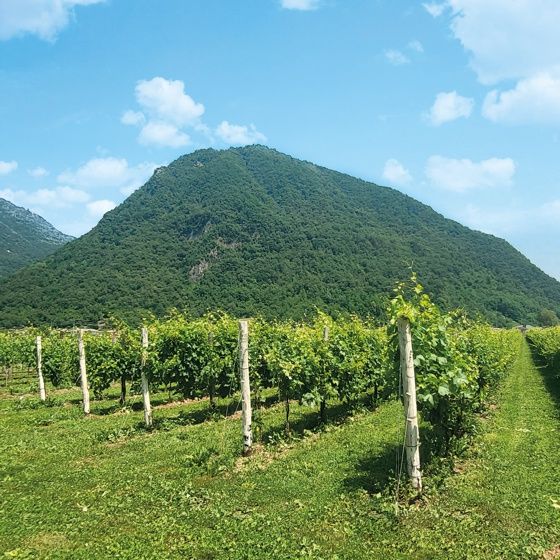 Podere Castello Aurin - Aurin