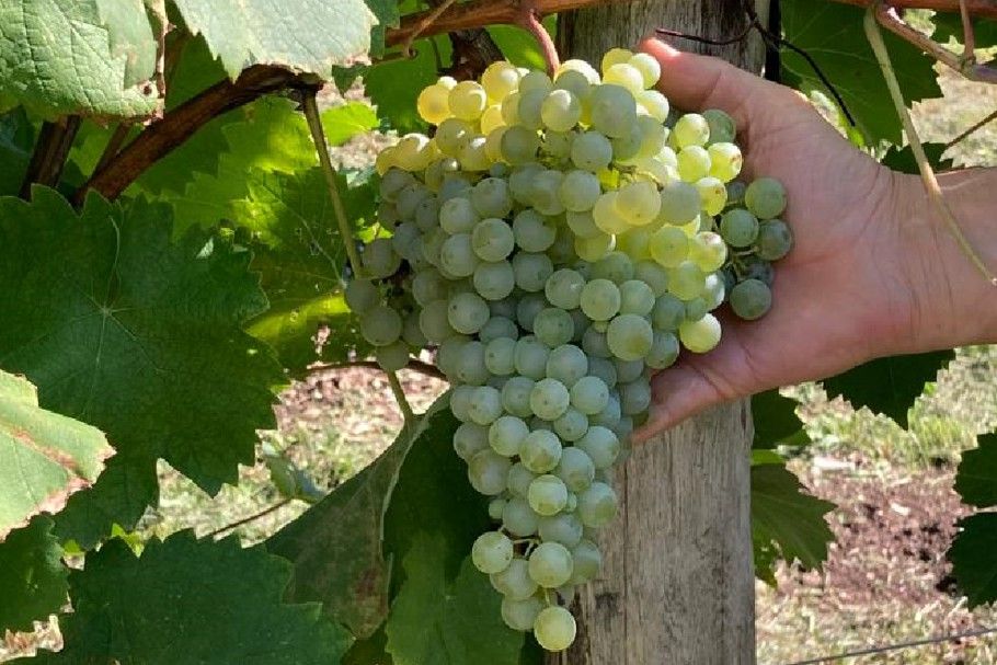Podere Castello Aurin premiato a Conegliano
