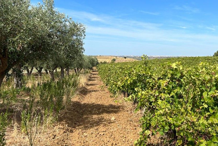 Podere Castello Aurin in Sicilia
