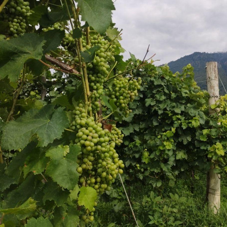 Podere Castello Aurin - Concorso Enologico di Conegliano 2024