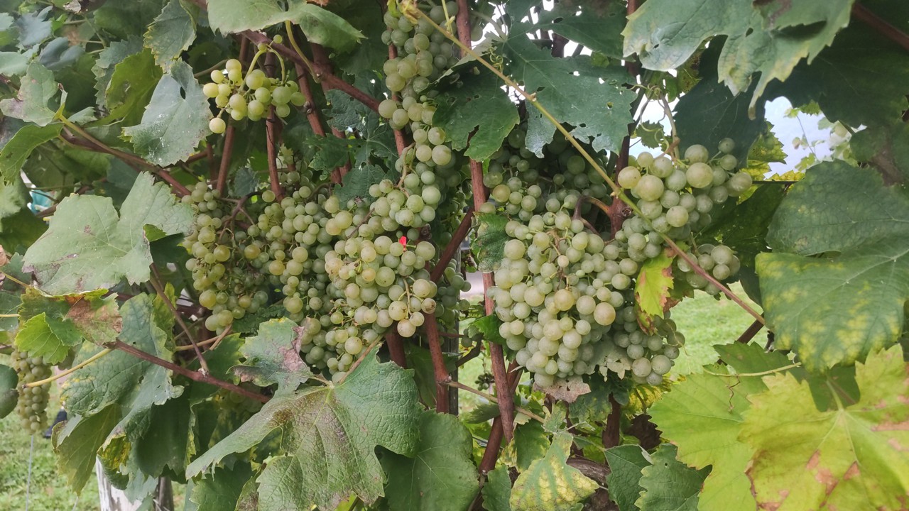 podere_aurin_vendemmia_2025_g1